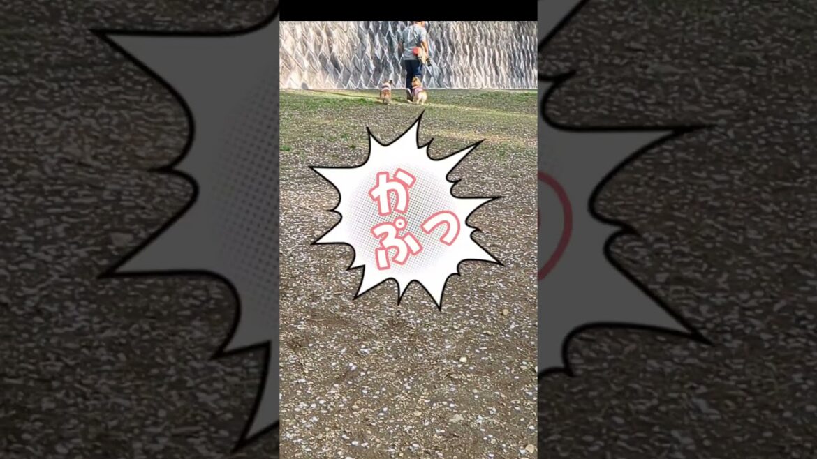 群れから離れた牛は見逃さない！    #コーギー  #かわいい動物  #おもしろ