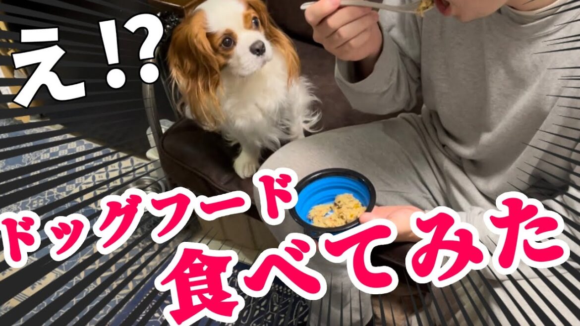 人間も食べれる⁉︎いま話題のドッグフードを愛犬と一緒に食べてみたら…【ココグルメ】 人間も食べれる⁉︎いま話題のドッグフードを愛犬と一緒に食べてみたら…【ココグルメ】