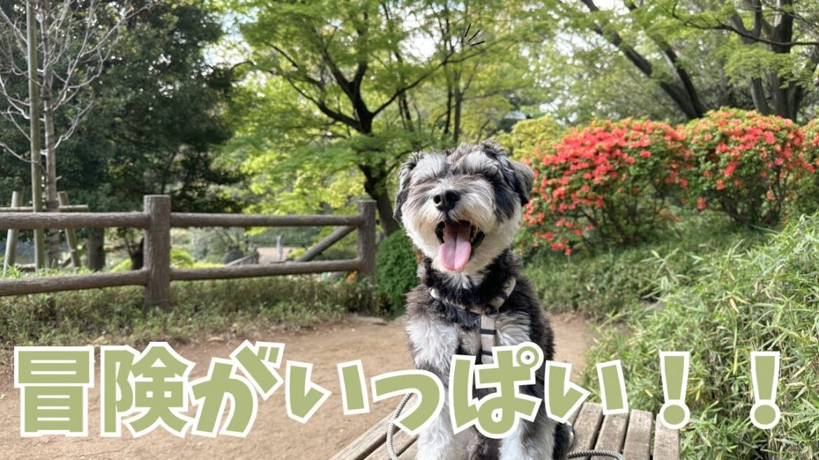 【広尾】ミニチュアシュナウザーの冒険！！有栖川宮記念公園は探検しがいがある