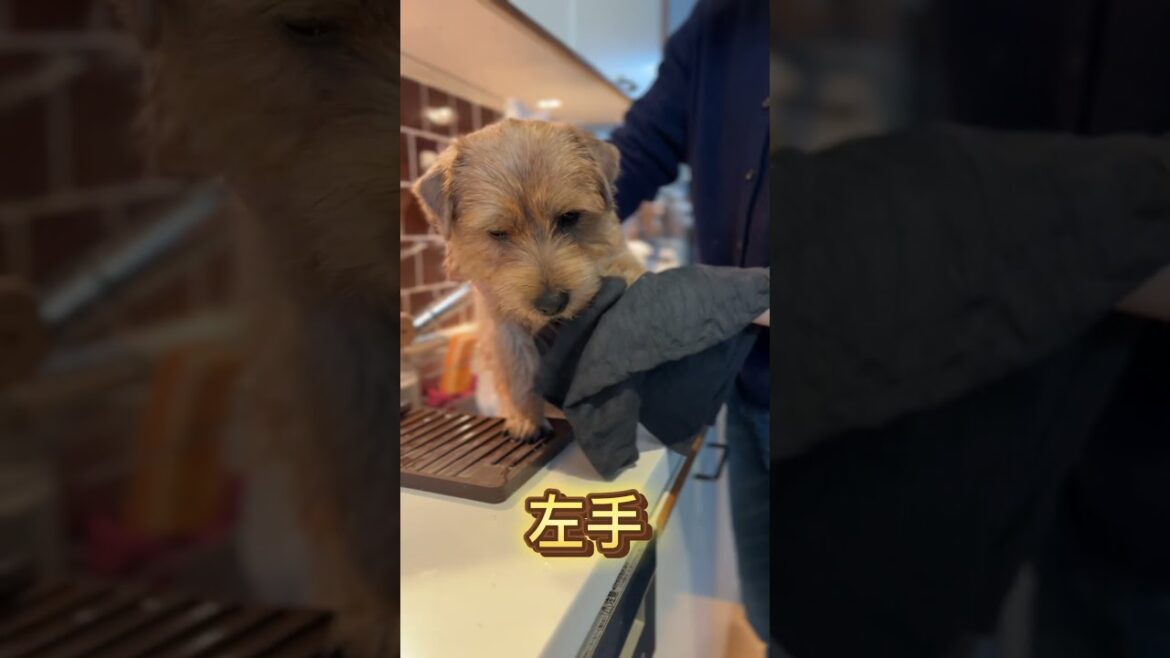 【おててを洗いましょう】#shorts #norfolkterrier #cutedog #愛犬キチ #愛犬のいる暮らし #kichi #ノーフォークテリア #吉 #dog #お散歩後