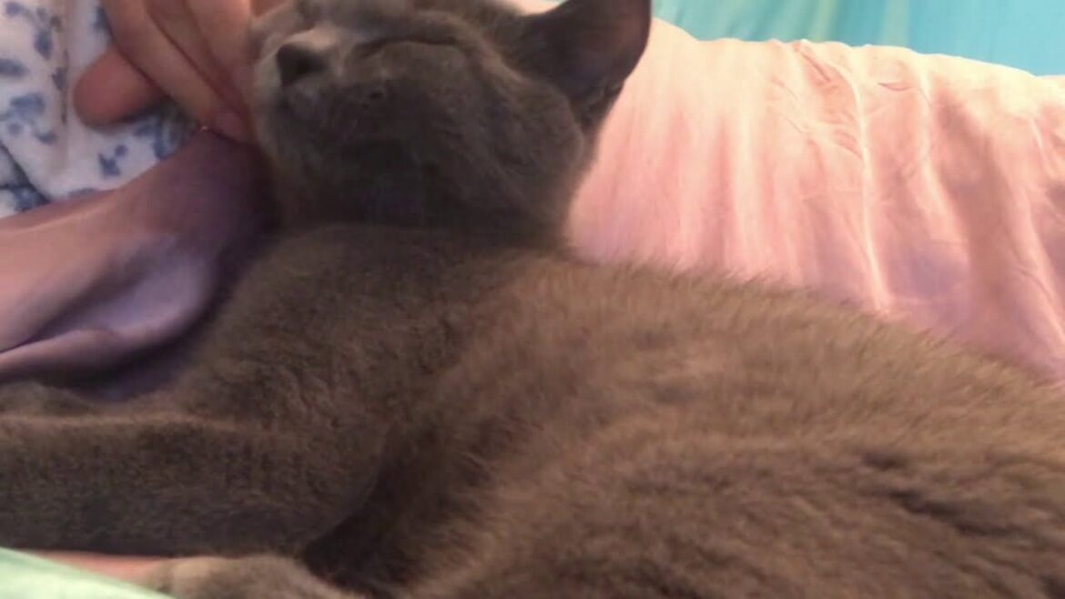 生後4ヶ月 子猫（シャルトリュー）4 months old chartreux kitten