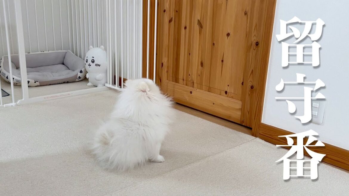 ポメラニアンの留守番をモニタリングすると切ない結果になりました