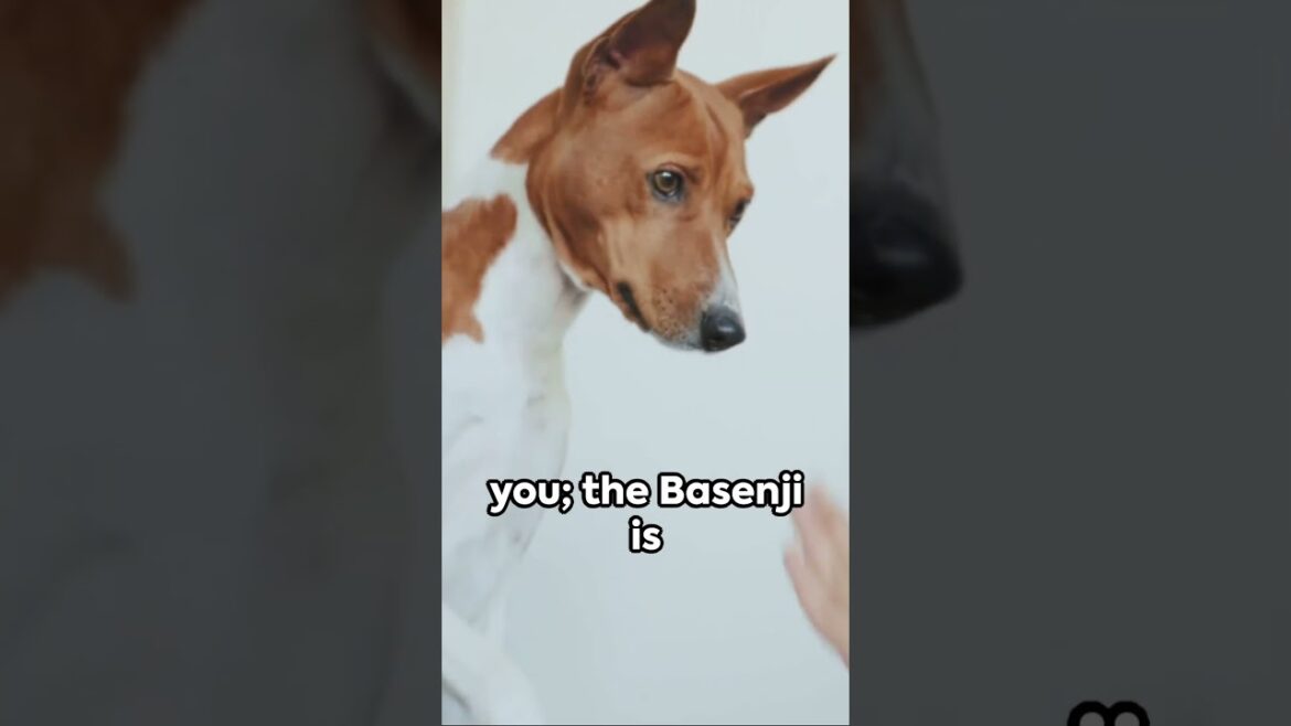 The Barkless Wonder: Meet the Basenji | Unique Dog Breeds #Basenji #BarklessDog #UniqueDogBreeds The Barkless Wonder: Meet the Basenji | Unique Dog Breeds #Basenji #BarklessDog #UniqueDogBreeds
