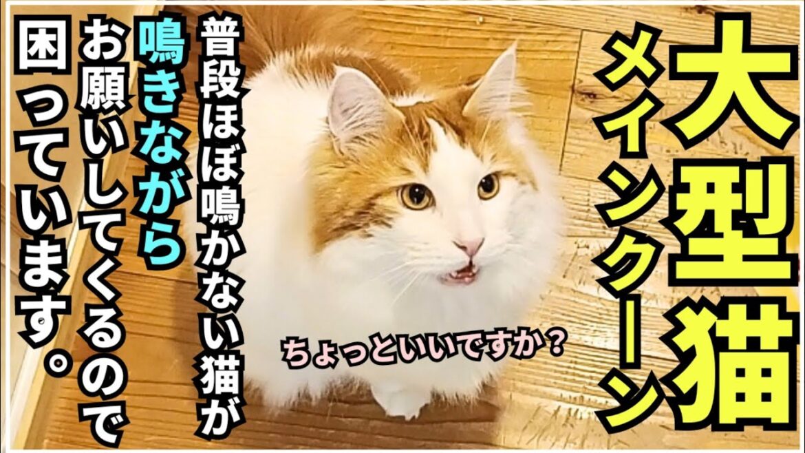 大型猫が最近ワガママで困っています【メインクーン】 大型猫が最近ワガママで困っています【メインクーン】