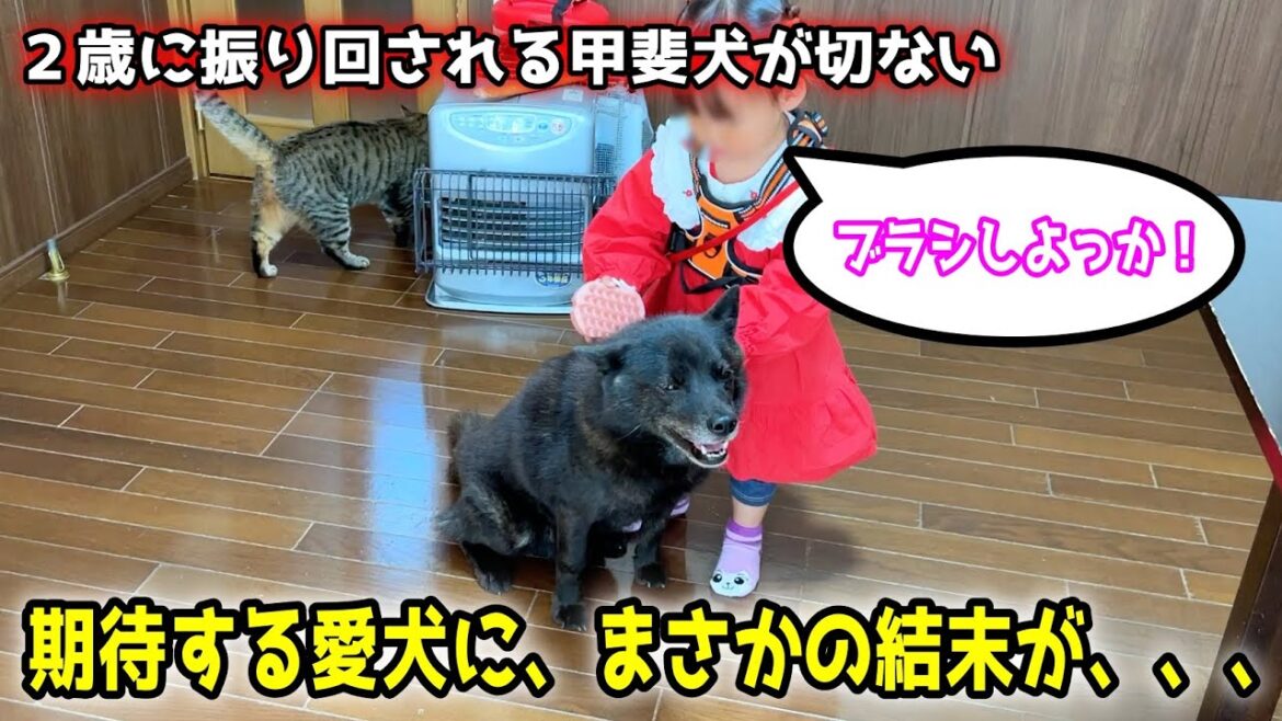 甲斐犬が2歳に振り回されてこうなりました【甲斐犬一休と猫のしずく】 甲斐犬が2歳に振り回されてこうなりました【甲斐犬一休と猫のしずく】