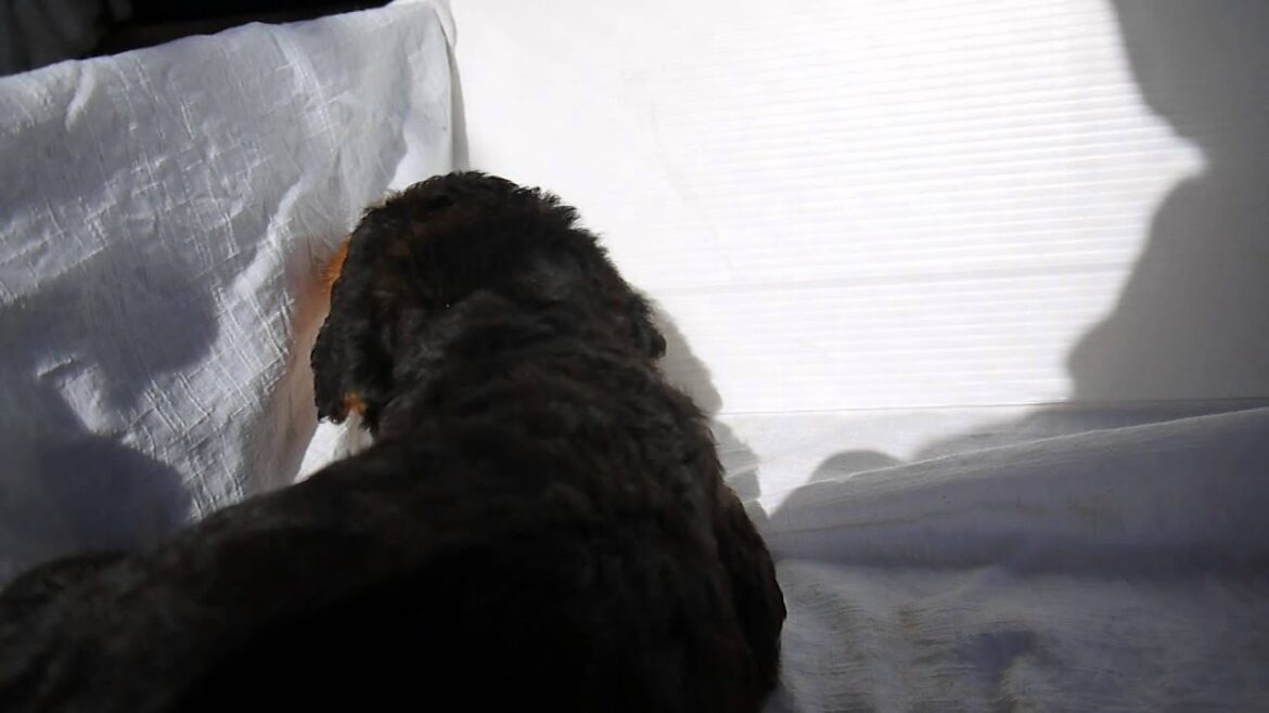 エアデールテリアのメス2東京ブリーダーPADOG関東で子犬販売