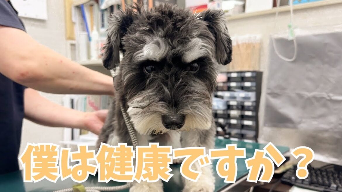 【病院に行きました】遊びたいのに病院に連行されたミニチュアシュナウザー