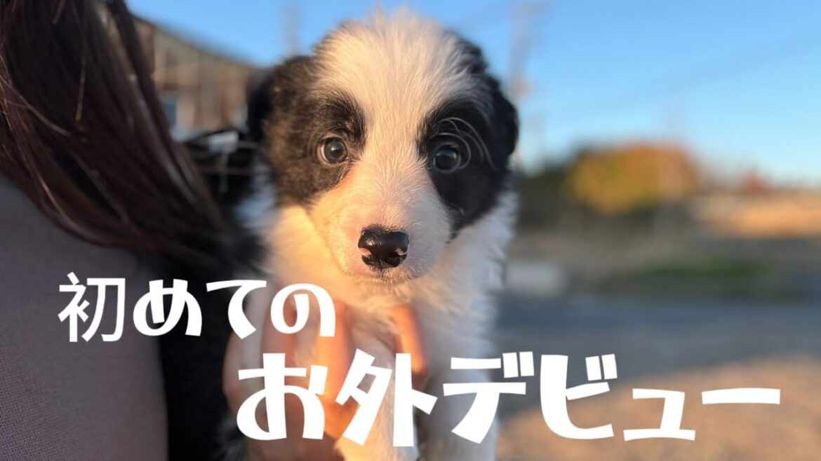 生後2ヶ月の子犬オルカの初めてのお外デビュー