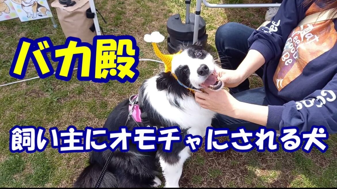 飼い主にオモチャにされるボーダーコリー