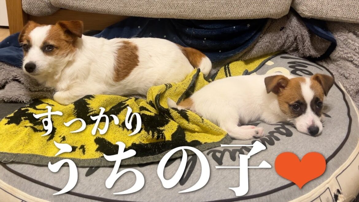 お迎えして2週間ですっかり家族になった子犬/ジャックラッセルテリア