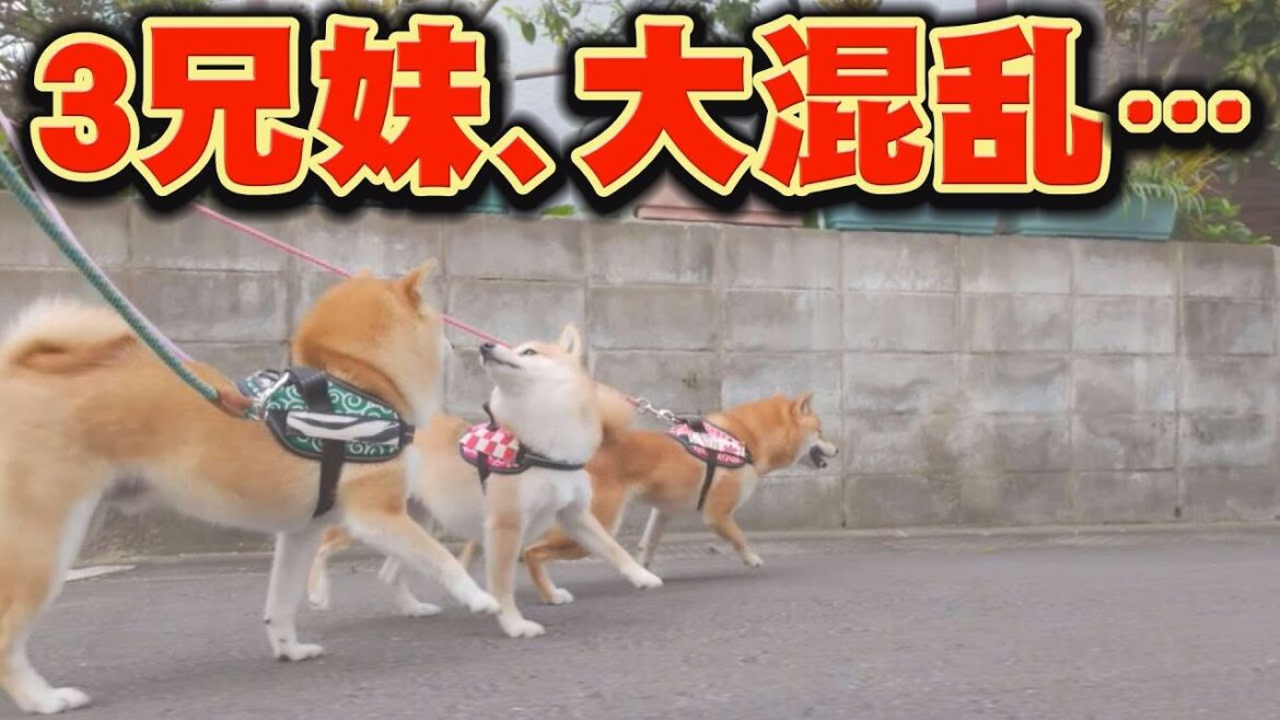 初めて人間の赤ちゃんを見た柴犬達の反応が、意外過ぎました・・・ 初めて人間の赤ちゃんを見た柴犬達の反応が、意外過ぎました・・・
