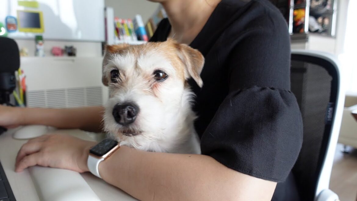 【短編】主人（仮）がリモートワークしようとすると・・・【ジャックラッセルテリア・Jack Russell Terrier】