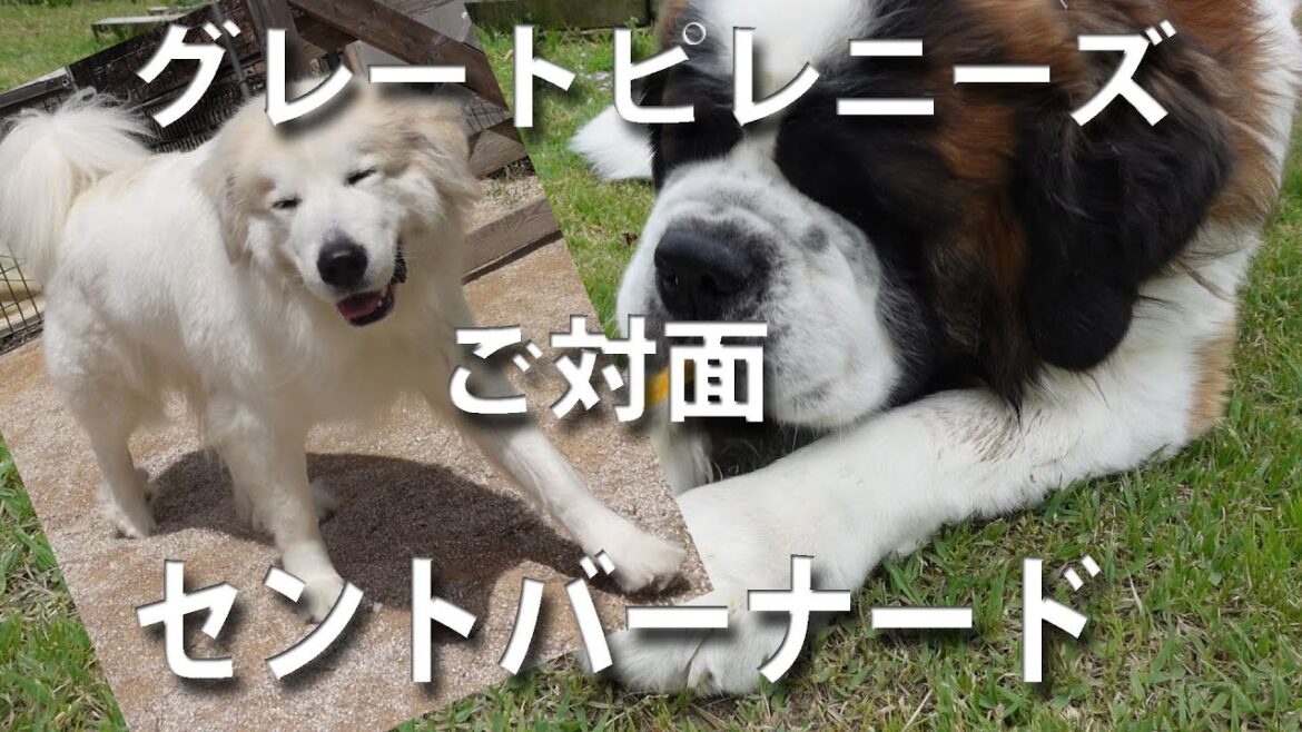 グレートピレニーズのムギちゃん登場　可愛すぎでしょ！　移住に向けて長野県２回目行ってきました。平凡なセントバーナードの日記　Saint Bernard