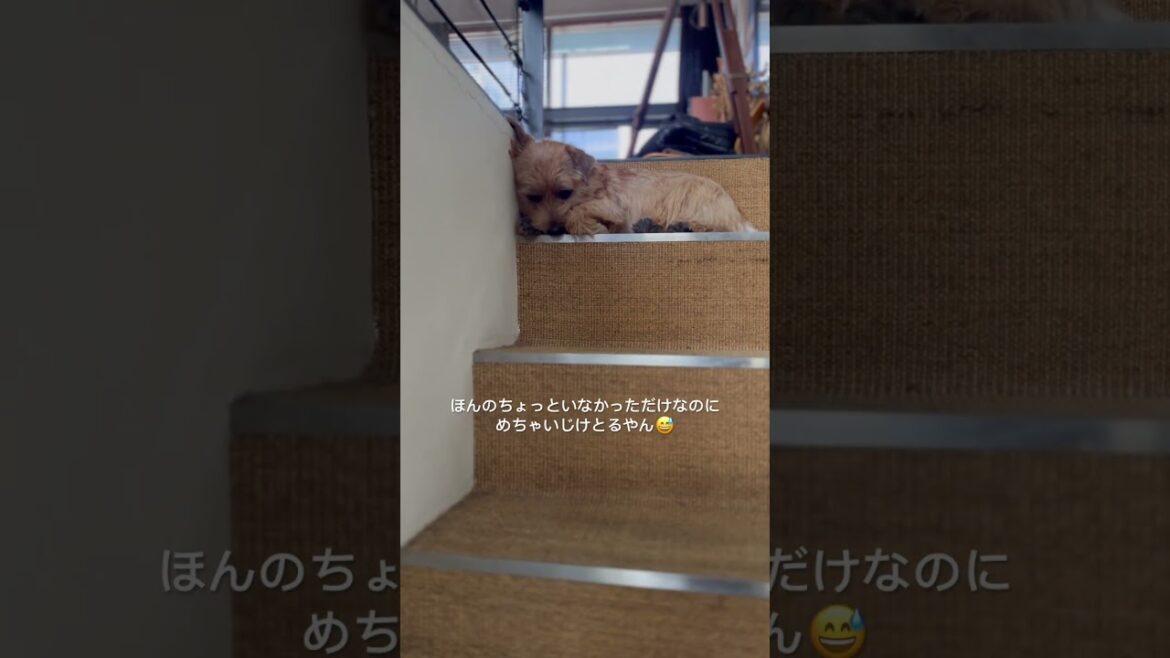 【全力いじけアピール】#shorts #dog #norfolkterrier #kichi #cutedog #愛犬キチ #terrier #吉 #甘えん坊