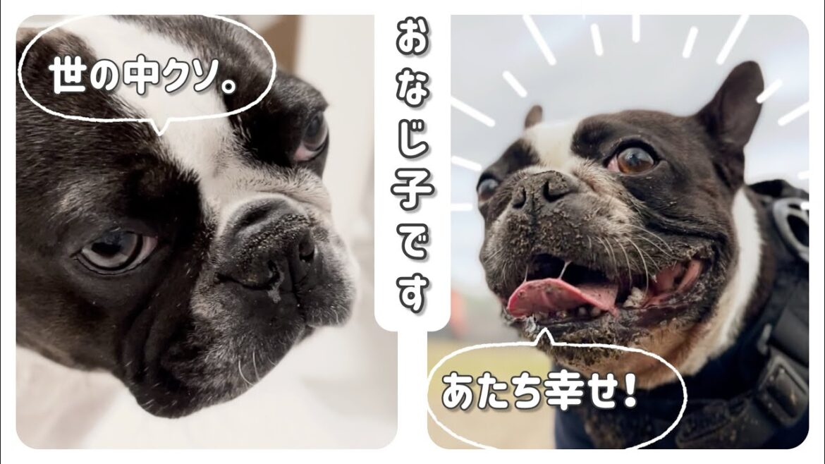 いちにちの中で感情の差がすごいボストンテリア/日常/ボステリ