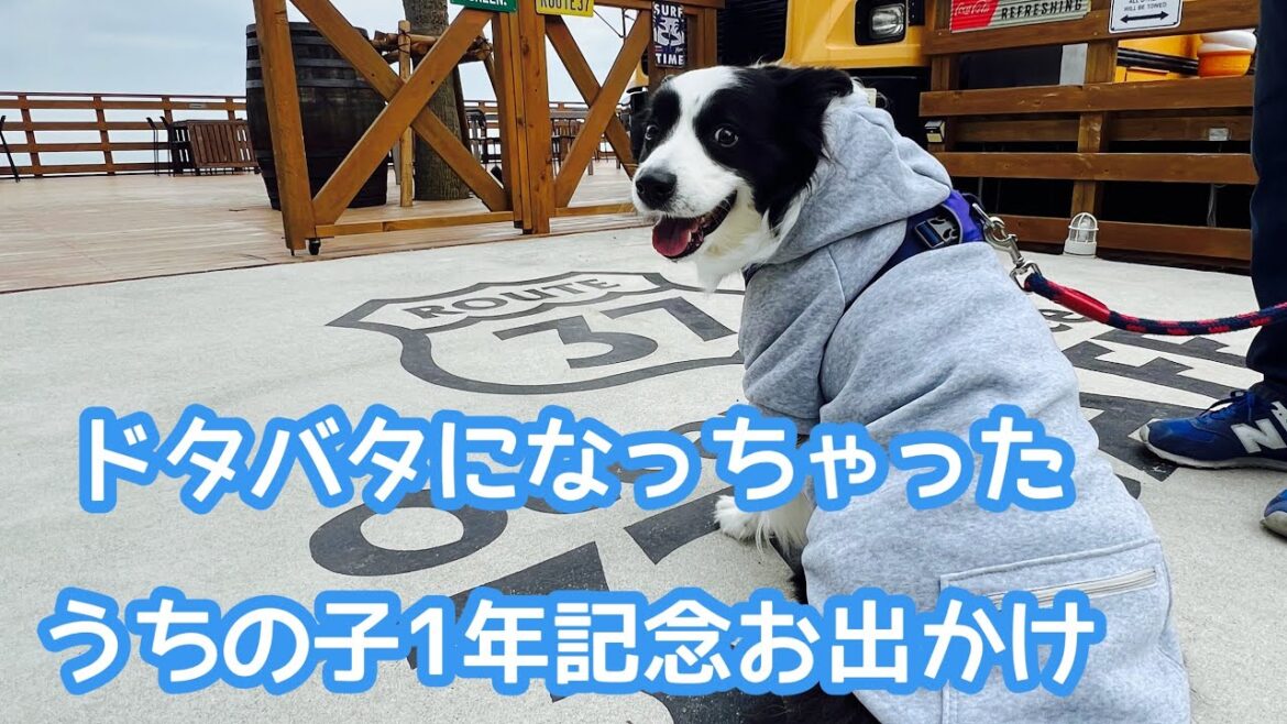 うちの子記念日にお出かけしたよ #bordercollie #ボーダーコリー #dog