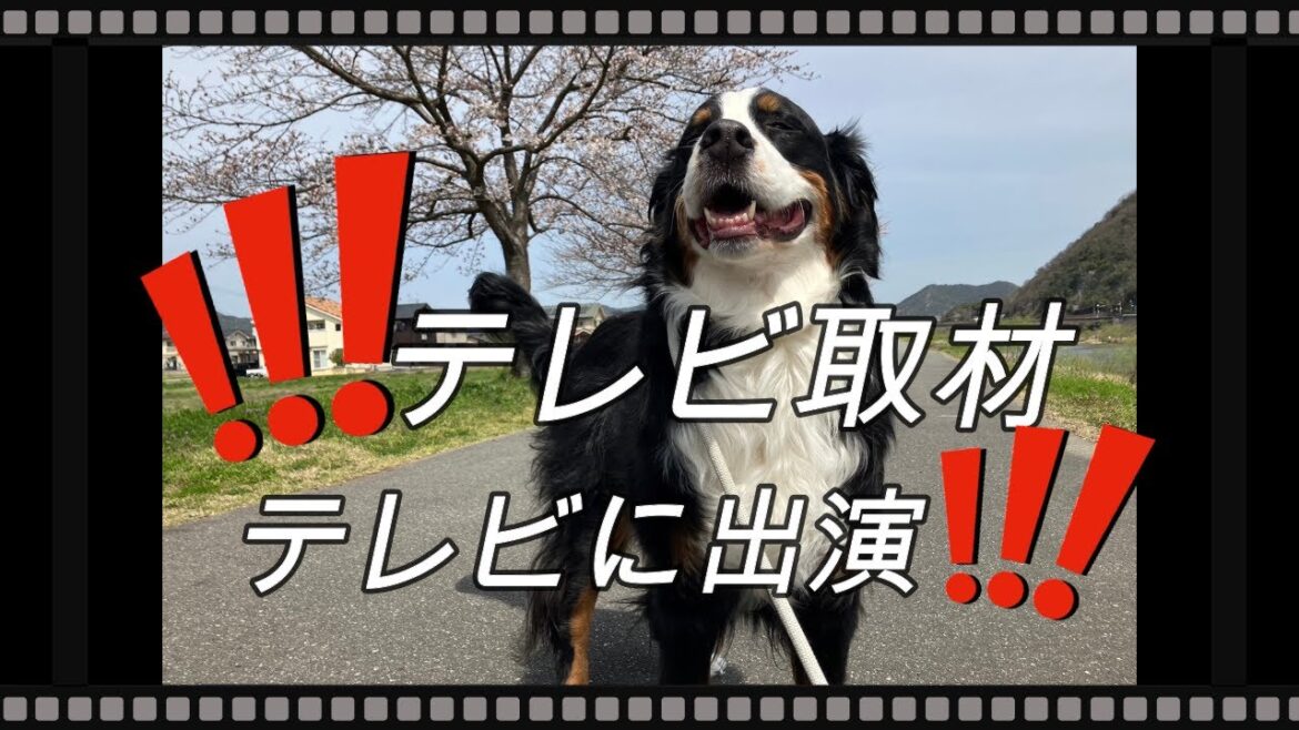 まさかの⁉テレビ取材を依頼されました
