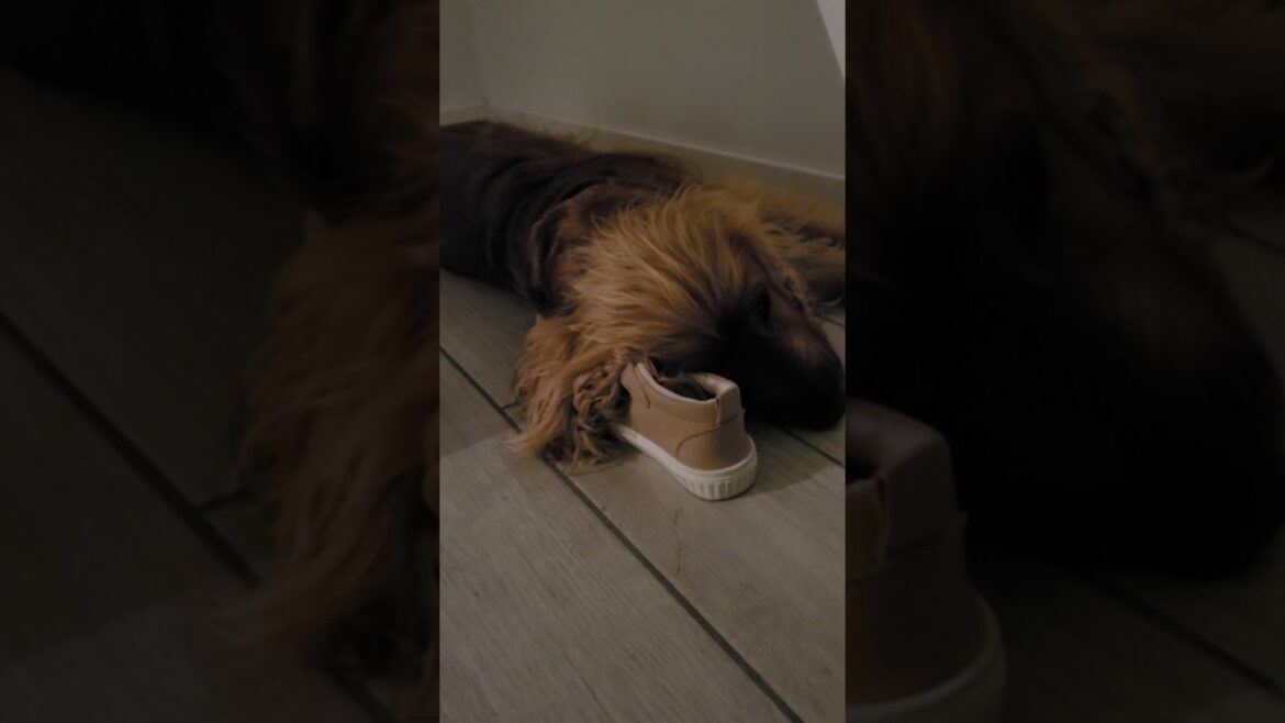 Dogs are the best friends for babies 👶🧡🐶 English Cocker Spaniel Robby sleeping on baby's shoes