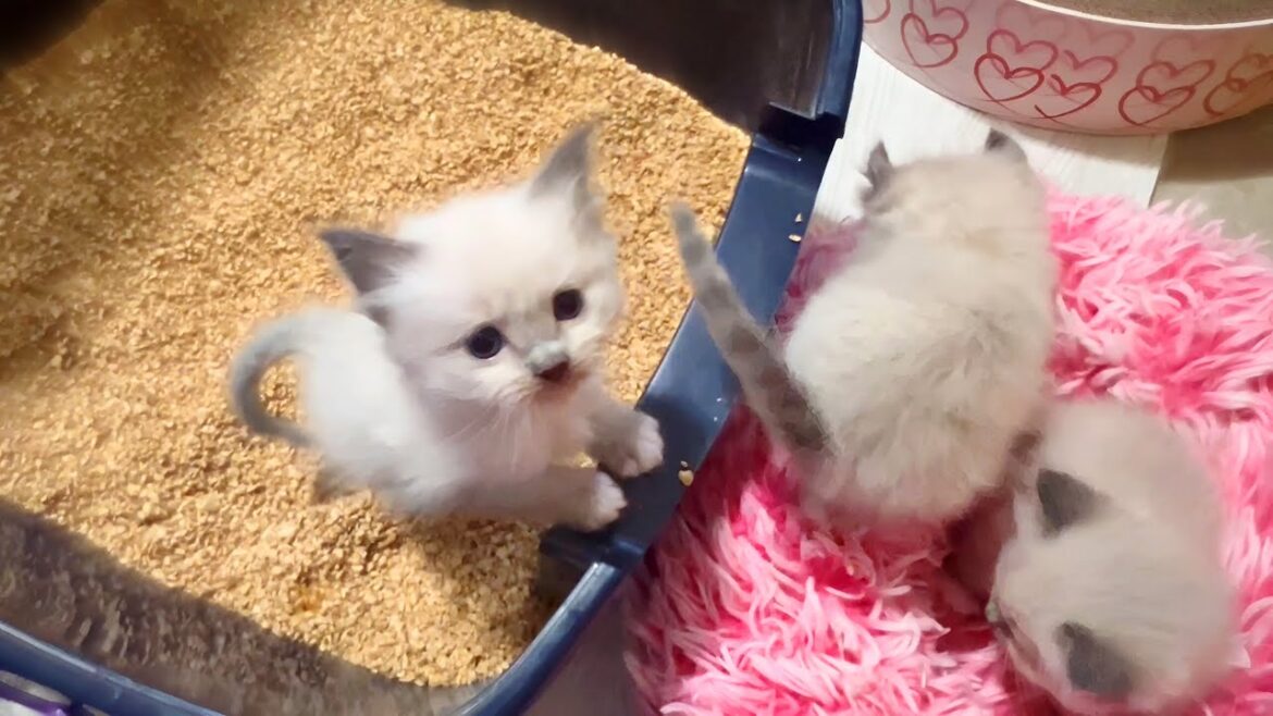 三つ子の子猫のおトイレトレーニングの初日はこうなりました🤭【ママはラグドール✨パパはそり耳オオヤマネコ💪】 #猫 #ラグドール #子猫