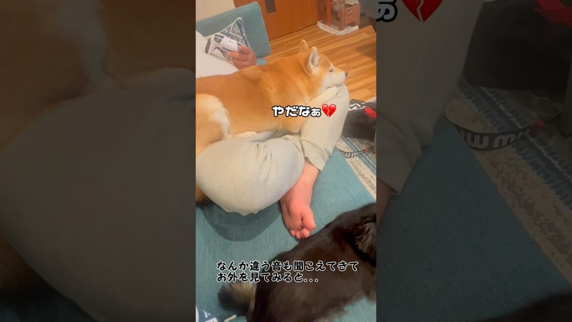 なんて天気だっ‼️😱💦#柴犬 #チワワ #shorts