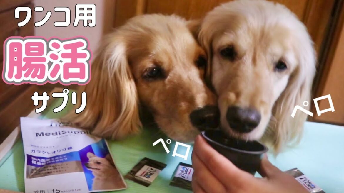 犬の腸活サプリをペロペロ夢中で舐めて可愛すぎた！ASMR
