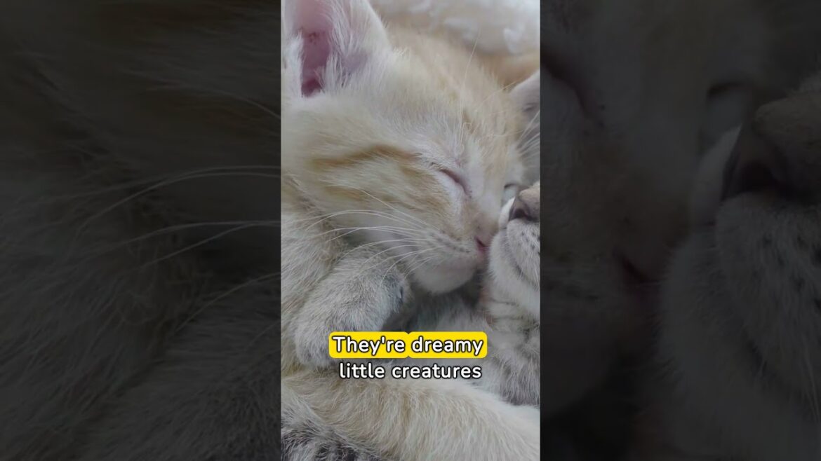 Fun Facts - Kittens!!