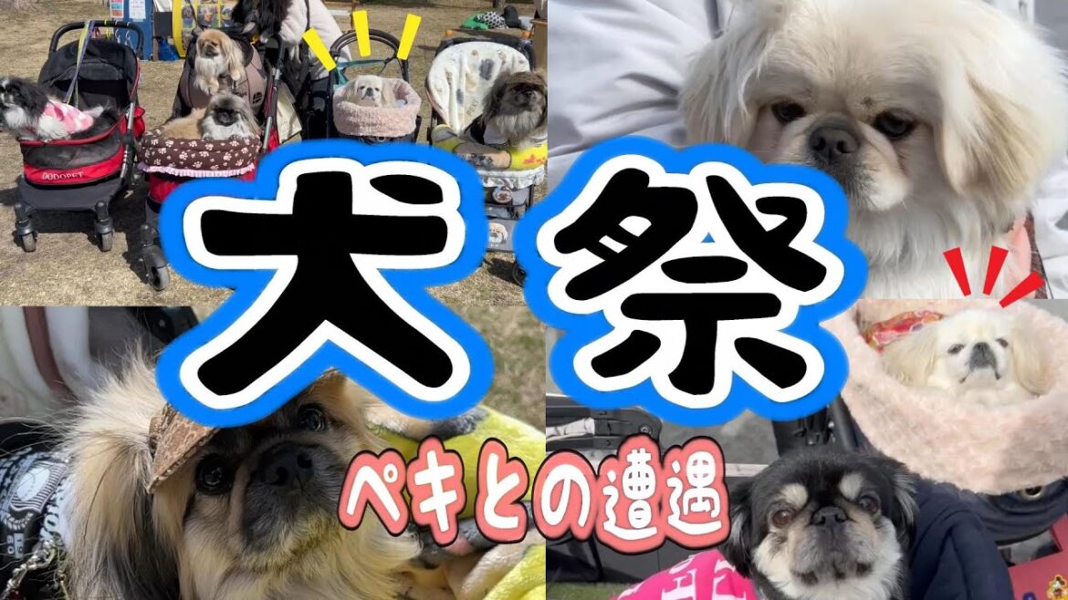 いぬのおまつりに行ったら、ペキだまりに遭遇した! いぬのおまつりに行ったら、ペキだまりに遭遇した!