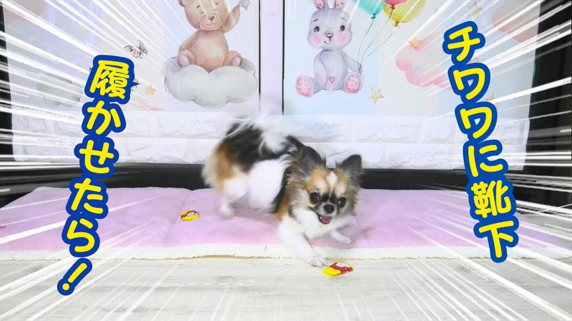 【犬に靴下を履かせたら変な動きが止まらないらしい!でもうちのチワワは…】 【犬に靴下を履かせたら変な動きが止まらないらしい!でもうちのチワワは…】