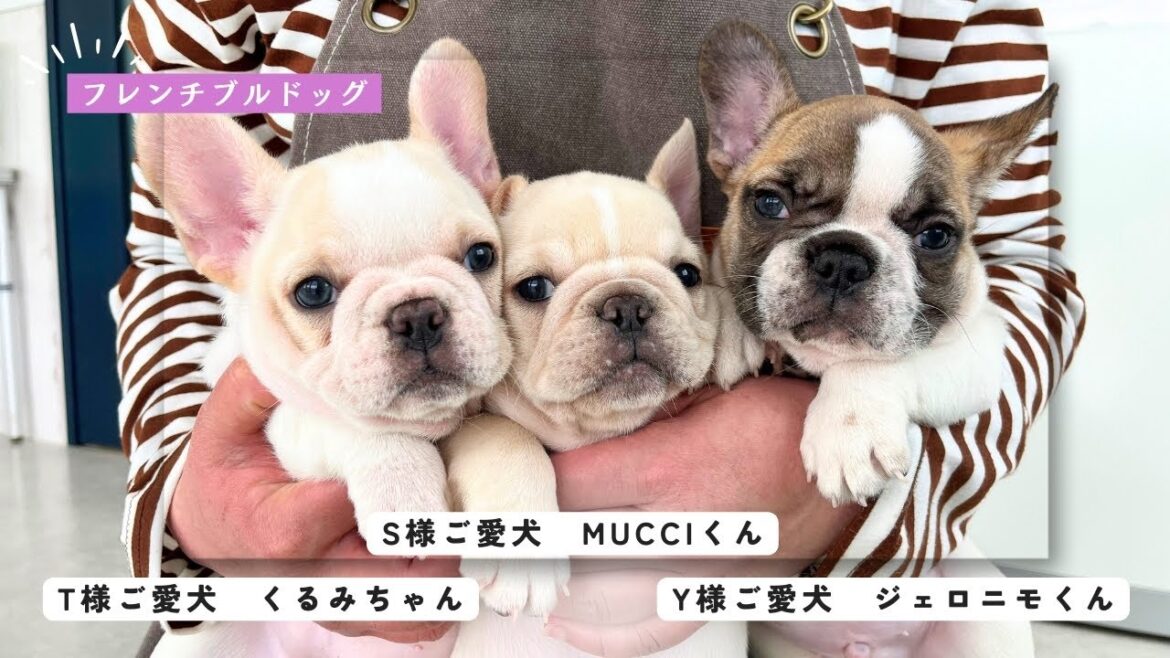 S様ご愛犬のMUCCIくん、Y様ご愛犬のジェロニモくん、T様ご愛犬のくるみちゃん♪