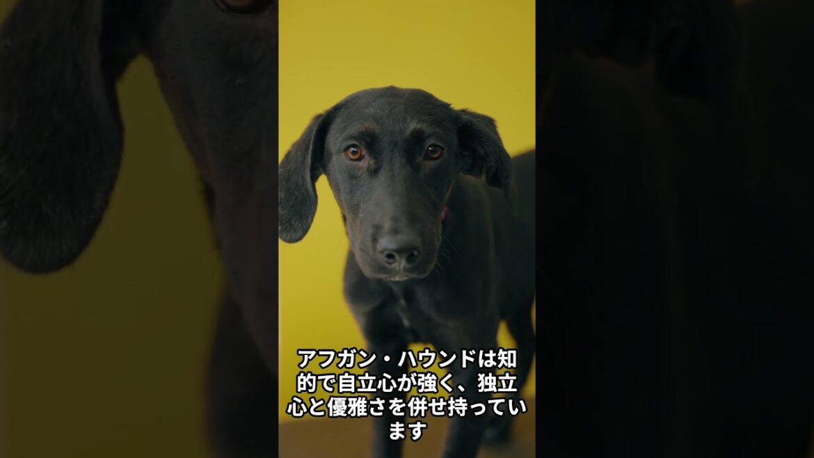【アフガンハウンドの雑学】 #dog #雑学 #犬のいる暮らし #1分雑学 【アフガンハウンドの雑学】 #dog #雑学 #犬のいる暮らし #1分雑学