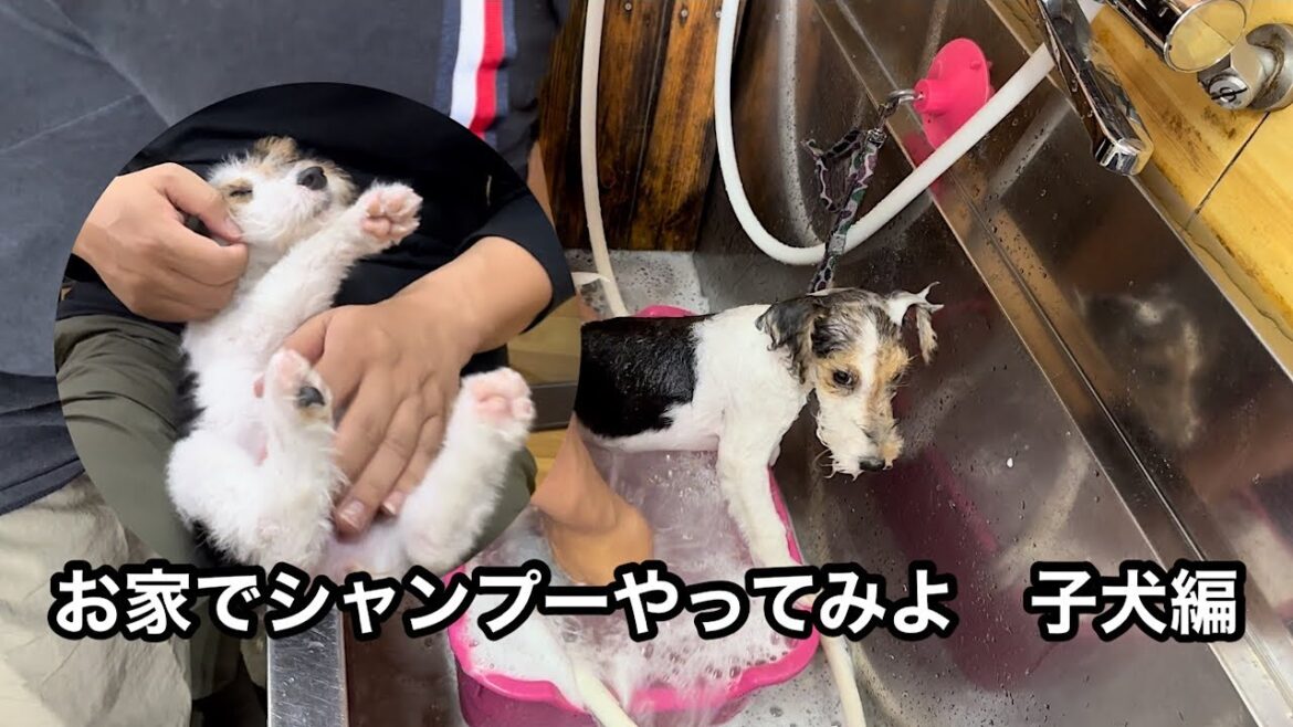 お家で子犬洗ってみよう