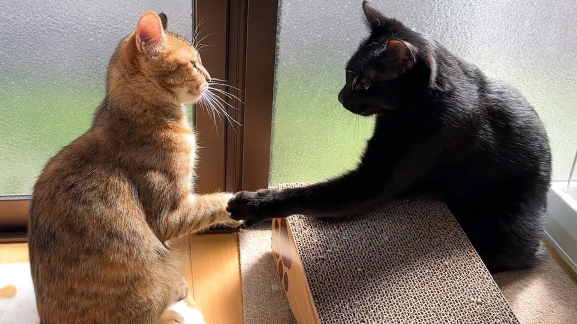内気な性格の子ども猫ですが柴犬やお兄ちゃん猫と沢山触れ合っているとここまで変化があります 内気な性格の子ども猫ですが柴犬やお兄ちゃん猫と沢山触れ合っているとここまで変化があります