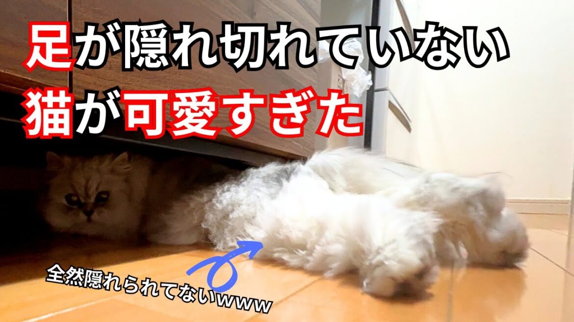 【ペルシャ猫】足が隠れ切れていない猫が可愛すぎた