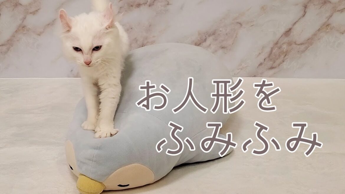 【ふみふみ】大好きなお人形をふみふみする子猫【アメリカンカール】 【ふみふみ】大好きなお人形をふみふみする子猫【アメリカンカール】