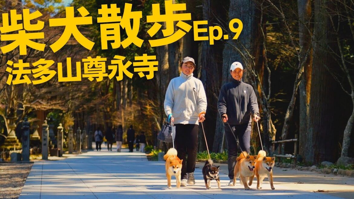 【柴犬と袋井市の名所をお散歩】柴犬散歩Ep.9・法多山尊永寺2024/Spring【柴犬の実家・芝田荘】
