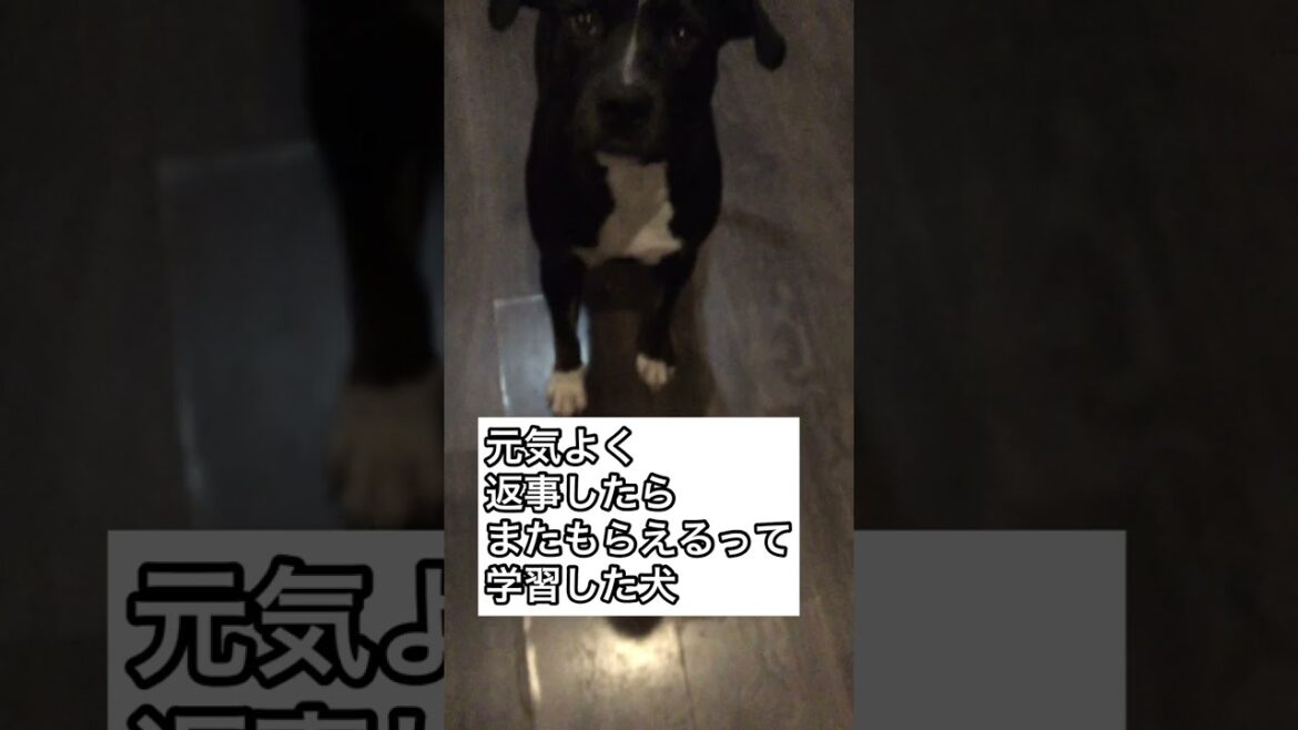 元気に返事したらご飯がもらえるって学習した犬がかわいい　#staffymix #shorts