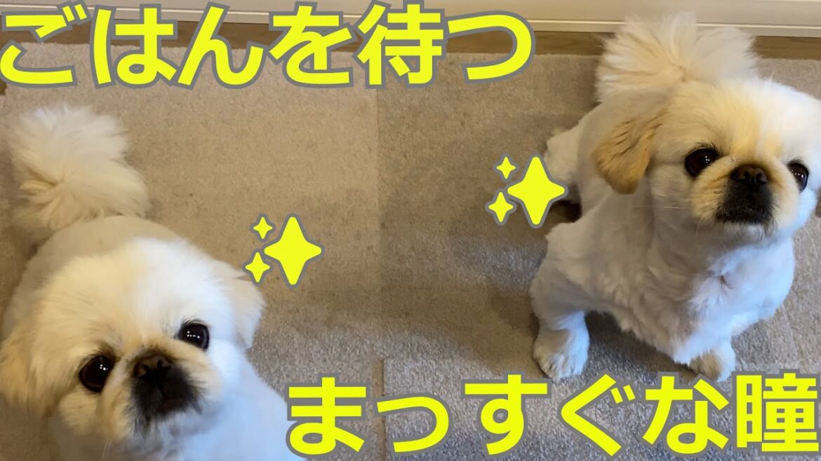 【ペキニーズ】ごはんを待つまっすぐな瞳。ペキニーズのゆきとましろ
