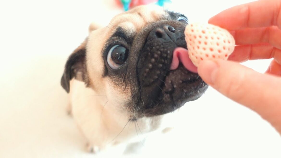 珍しい白いちごを初めて食べました。The pug ate rare white strawberries for the first time.【パグ、pug】
