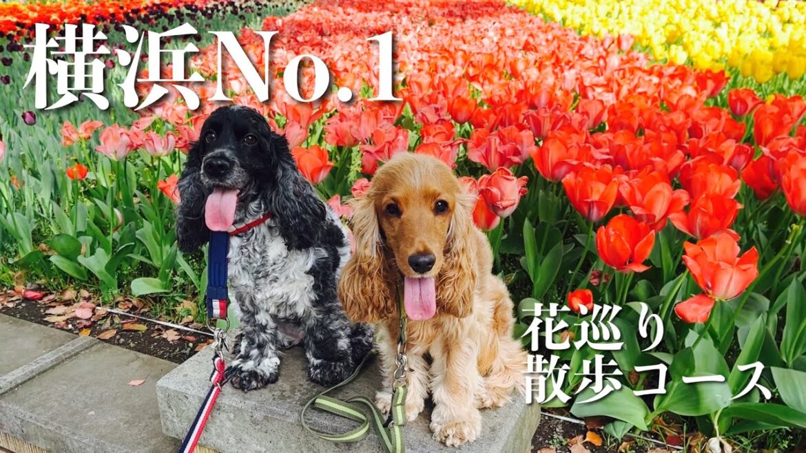 【お散歩スポット巡り#31】横浜No.1花スポット イングリッシュコッカースパニエル「みみ」 の気持ち 【お散歩スポット巡り#31】横浜No.1花スポット イングリッシュコッカースパニエル「みみ」 の気持ち