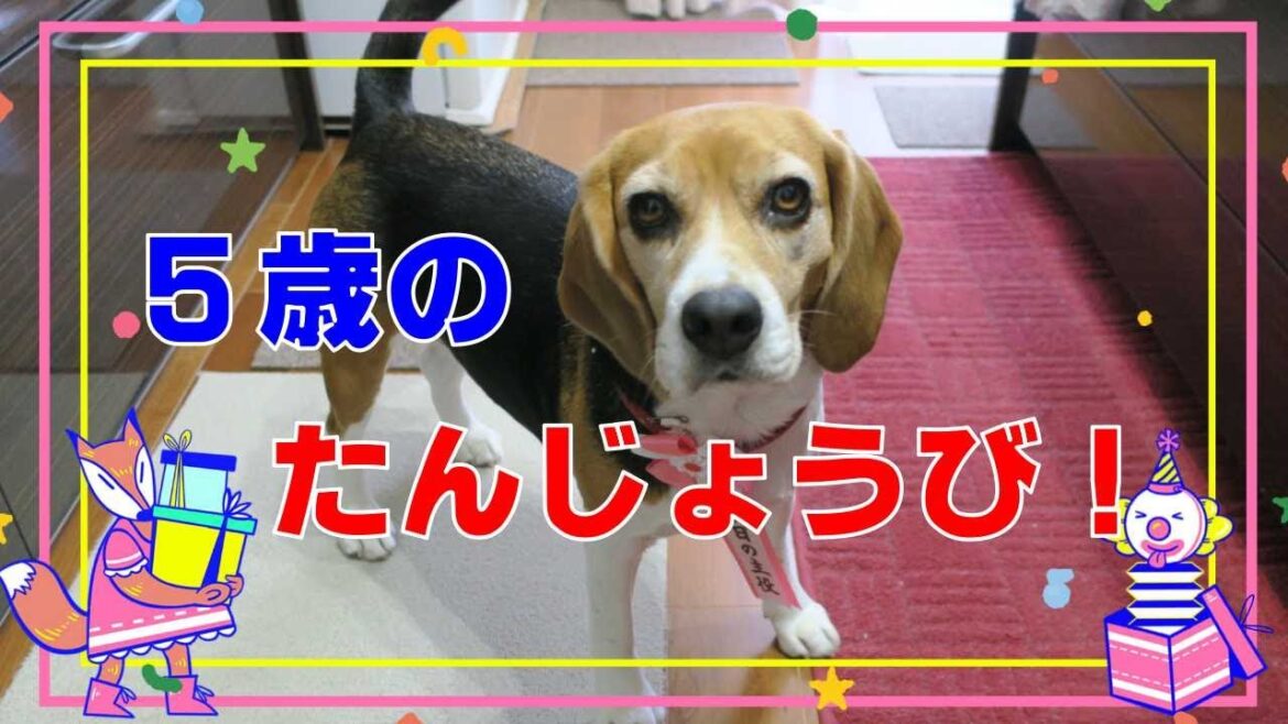 ５歳の誕生日 【おてんばビーグルふくちゃん】その267