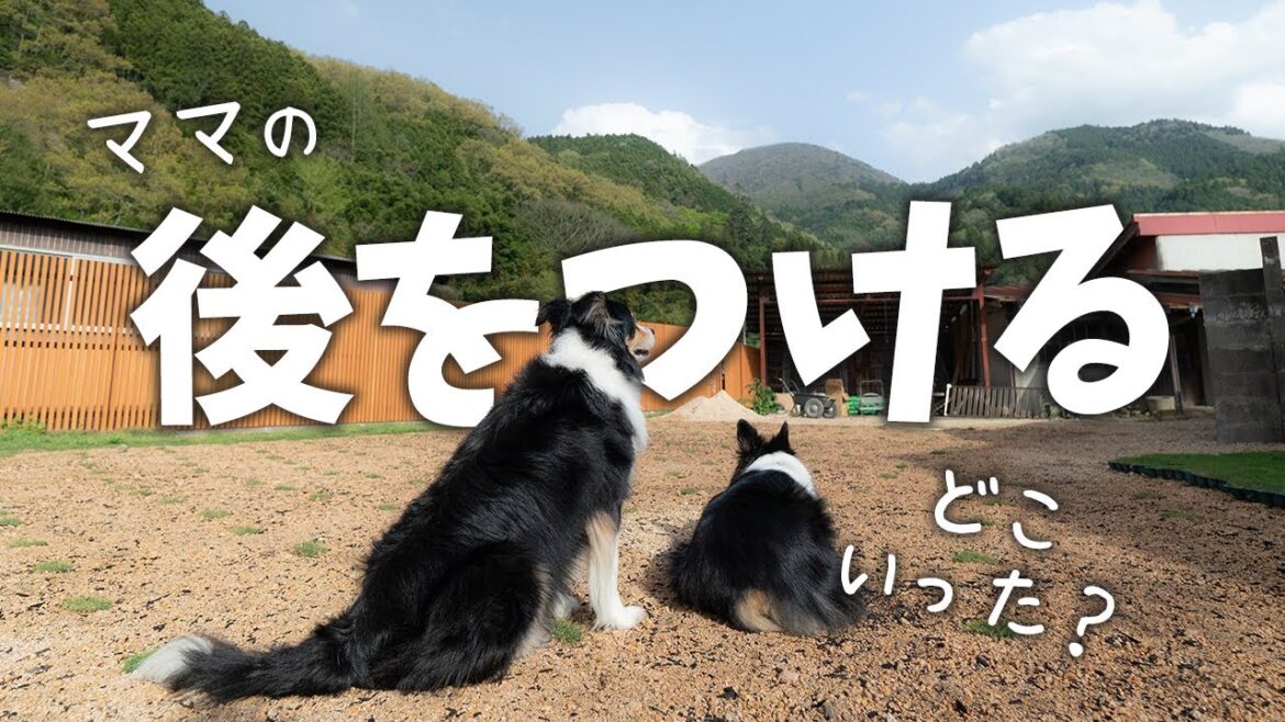 お庭づくり中のママの後ろを追いかけるボーダーコリーが可愛い | ボーダーコリーとオーストラリアンシェパード