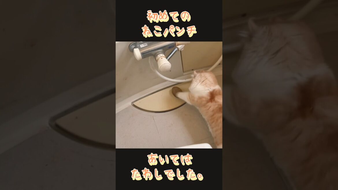 【キンカロー】威嚇する毛玉とたわし【マンチカール】