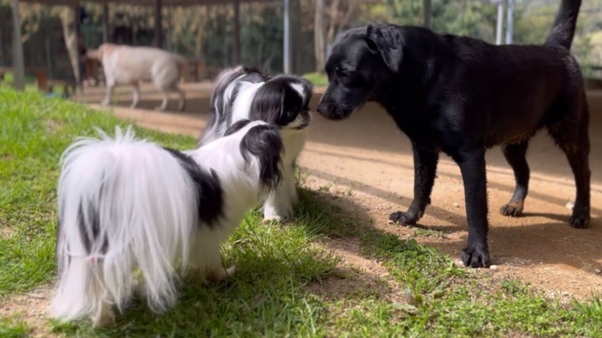 ドッグランで全ての犬に挨拶回りする警戒心ゼロの狆2人