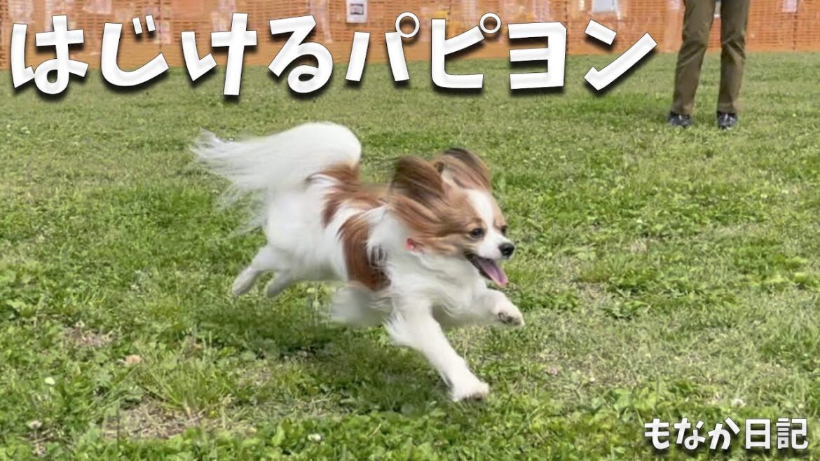 ドッグランで能力解放。はじけるパピヨン。ドッグラン in 幕張海浜公園2024春 #papillon  #パピヨン