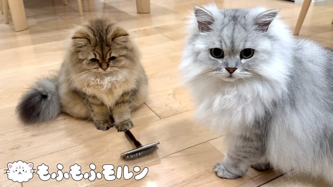 毛玉を作りたくない子猫のブラシ選びの結果は… 【サイベリアン】