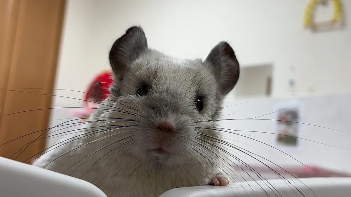 【犬・チンチラ・うさぎ】顔を出すペットたち「ペットたちの為に配置換えを頻繁にしているので変化を見て下さい」