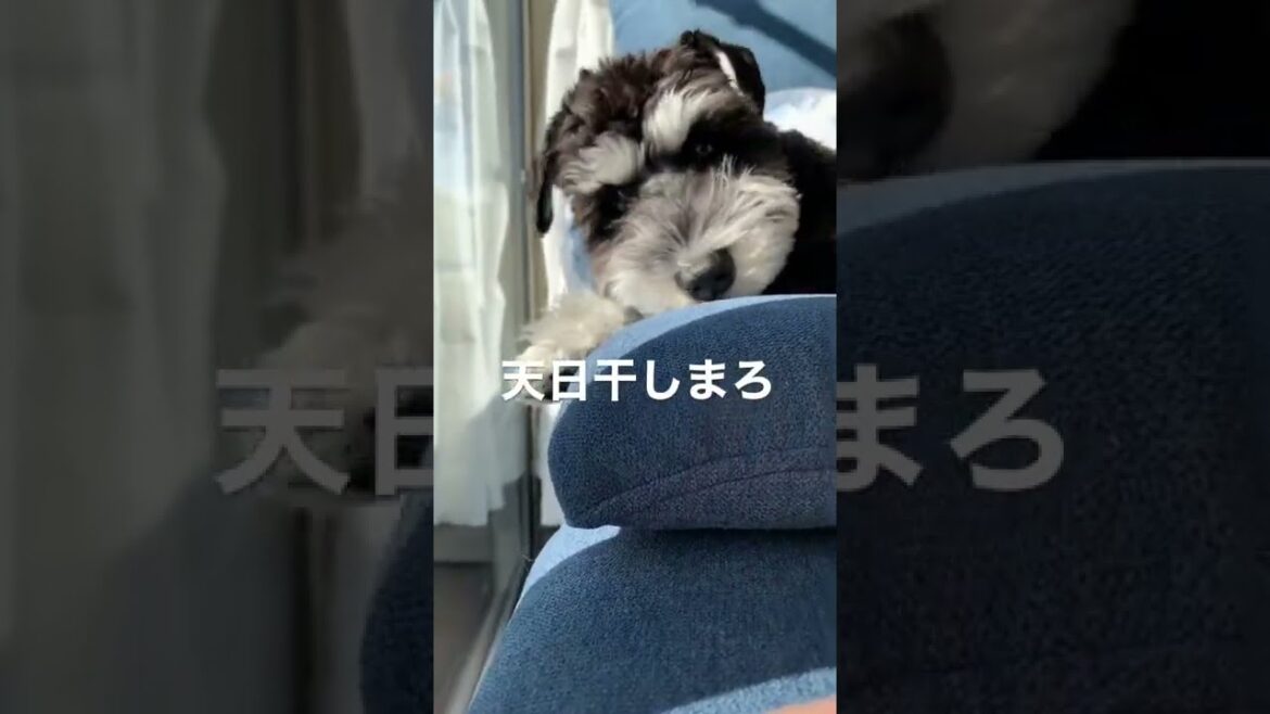 天日干される子犬シュナウザーまろ【ミニチュアシュナウザー子犬】