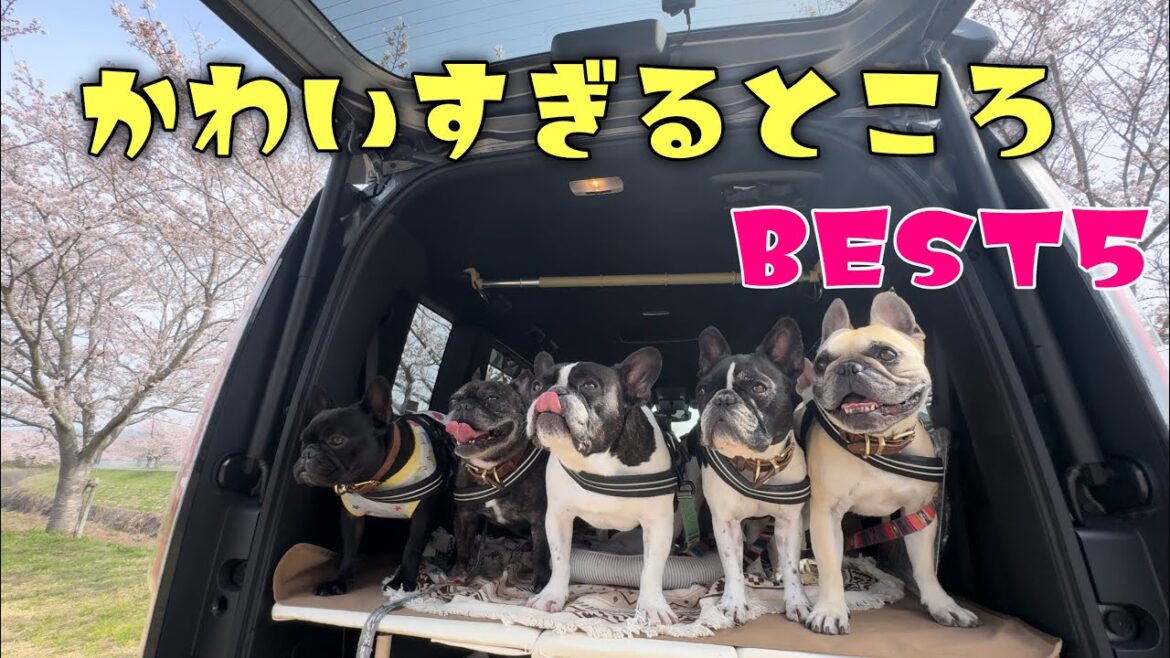 フレンチブルドッグ6頭飼ってみて思う！可愛すぎてたまらないBEST５‼