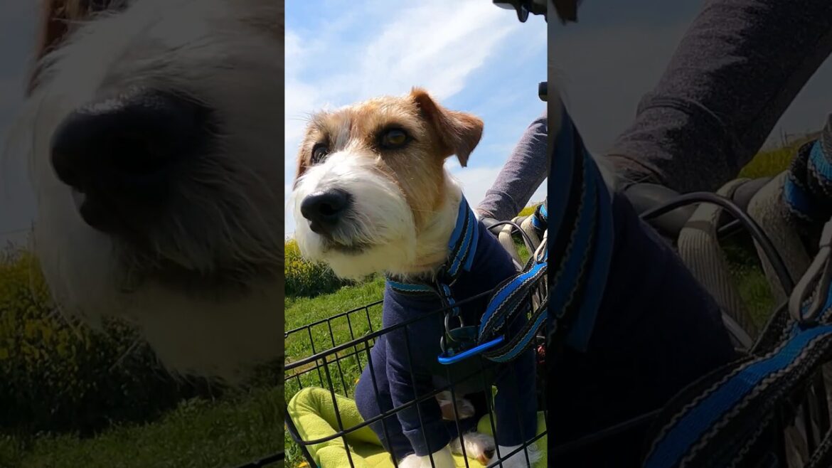 無表情で自転車を楽しむ犬#ジャックラッセルテリア #jackrussellterrier #shorts