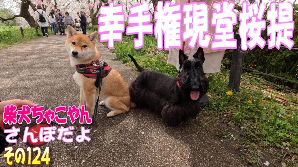 柴犬ちゃこやん124  権現堂提の桜並木散歩を楽しむ柴犬ちゃことその家族 その2　#柴犬 #スコティッシュテリア #字幕あり